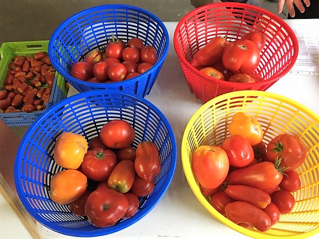 tomates 2017
